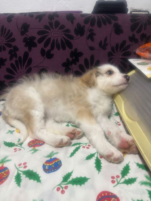 Подарявам малко куче, майка Лагото.