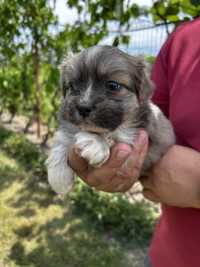 Caine Pui Shih-Tzu