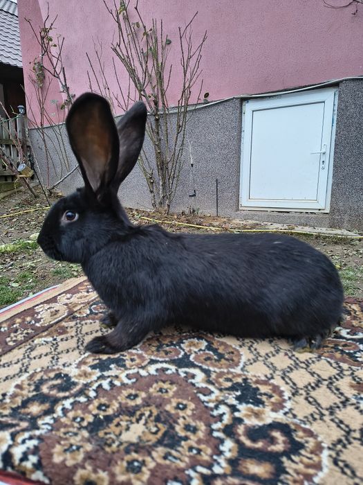 Mascul Pestriț German