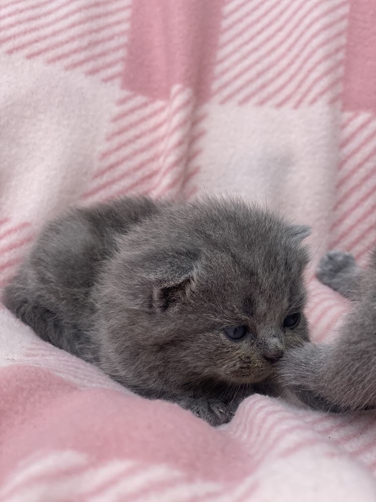 Котята британские