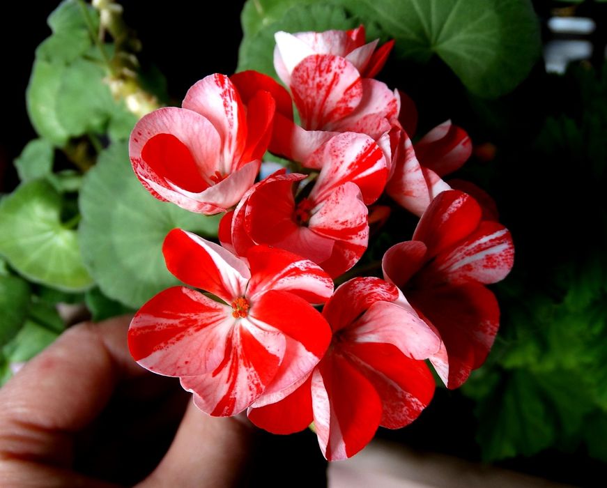 Продам комнатные цветы в большом количестве