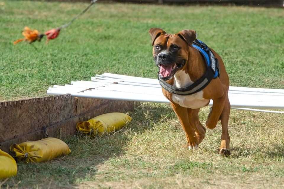 Dresaj si Pensiune Canina ! ieftin !