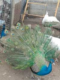 Masculi  albastru indian  separat  sau  la perechereche