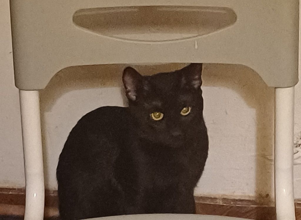 Motaneii de adoptat