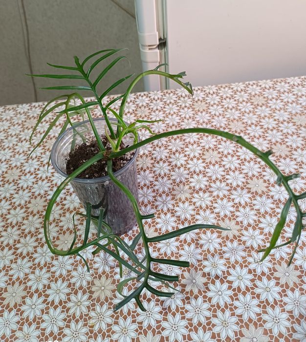 Фил.Тортум продается