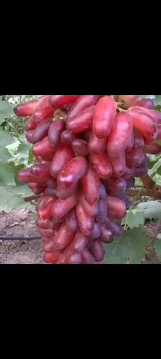 Саженцы винограда Маникюр фингер,черенки  Атос,ведьмины пальцы