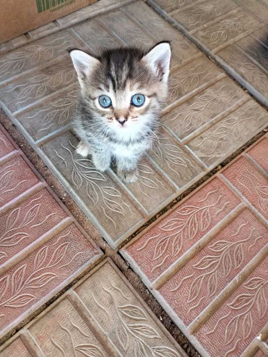 Отдаём в добрые руки котят