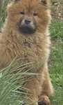 Vand caine Chow Chow