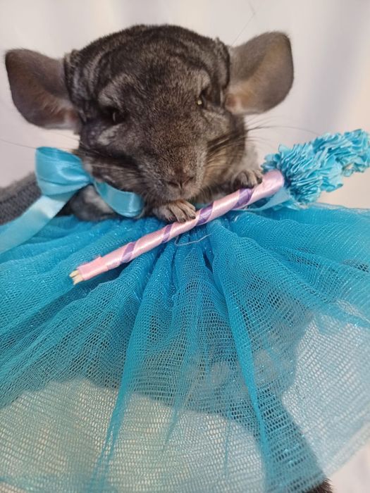 Продается шыншылла девочка