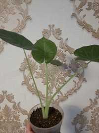 Алоказия. Комнатный цветок. На 3 фото уже взрослое растение.