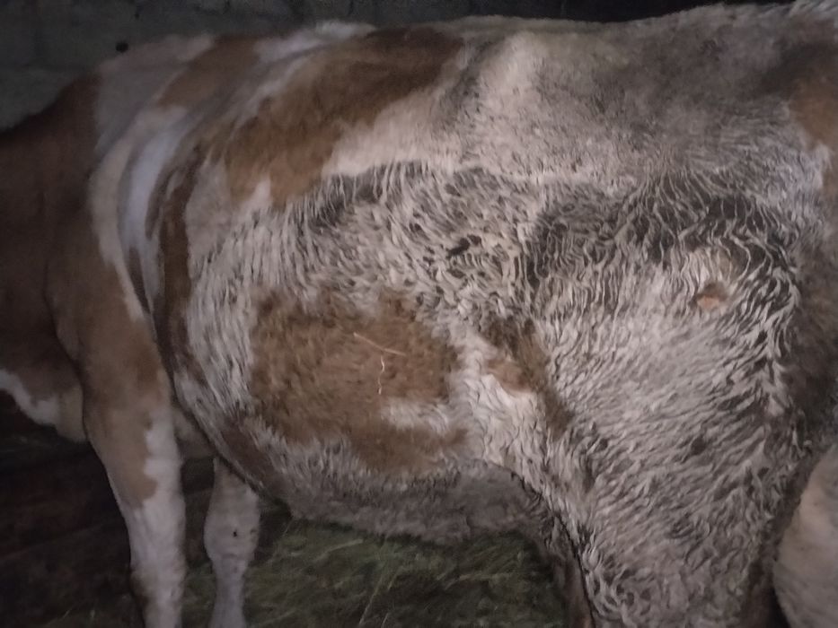 Vind 2 vaci gestante