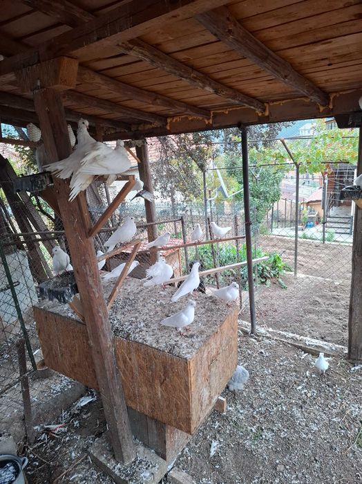 Продават се гълъби