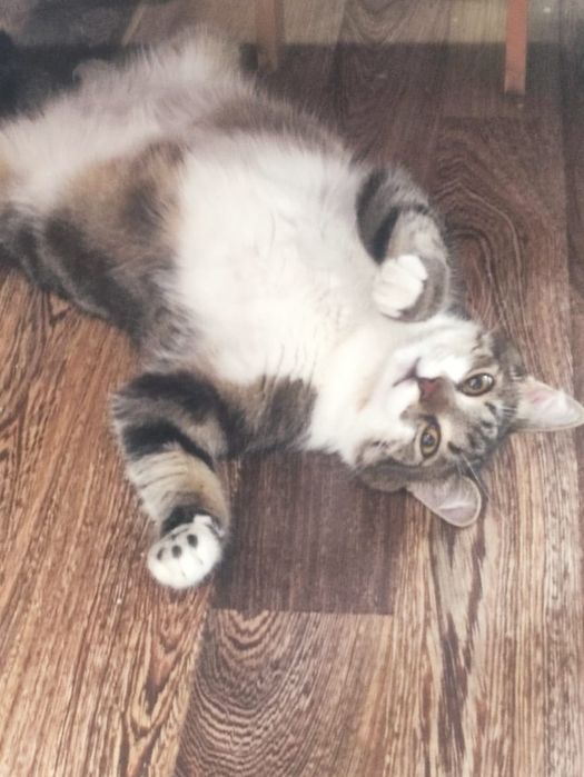 Кот Толстун  для добрых и ответственных  котородителей