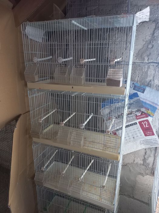 Colivii duble 503 și de cântec