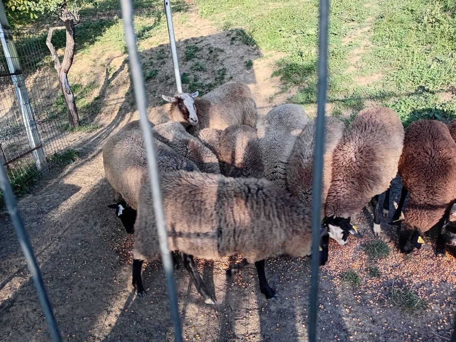 Vând Oi / Miei Romanov Originale / Bistrița