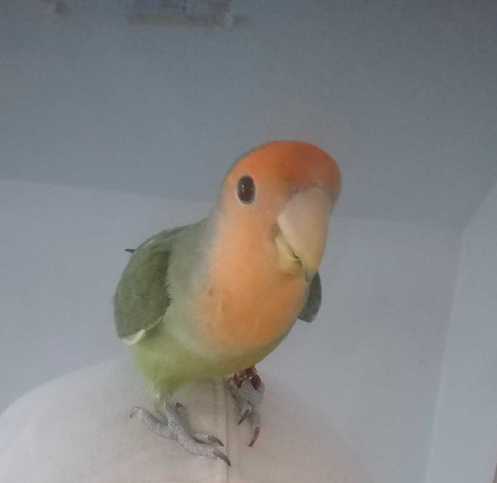 Papagal amorez/agapornis