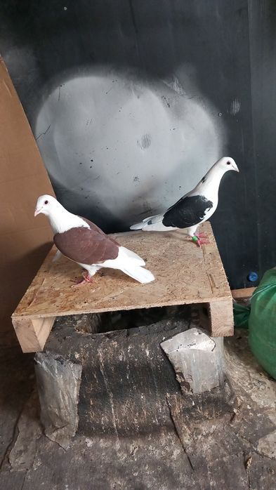 Vand porumbei voiajori