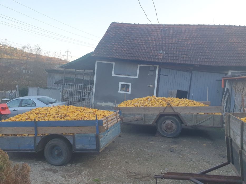 Vând porumb stiuleti