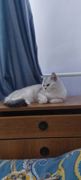Срочно Продаётся Британски Серебристая Шиншила