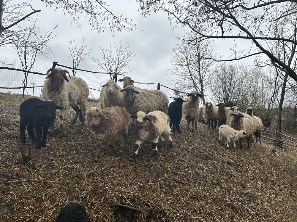 Vand oi avas și țurcane