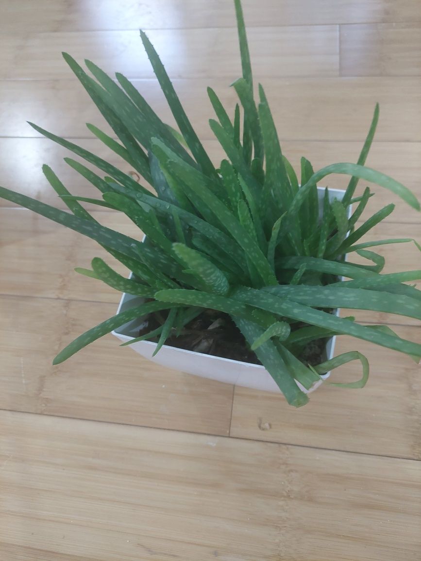 Aloe vera 35 lei