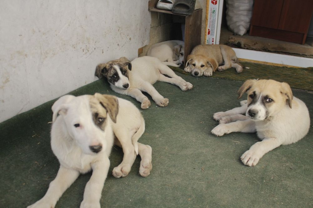 Отдам бесплатно 5 сучек 1 кабель