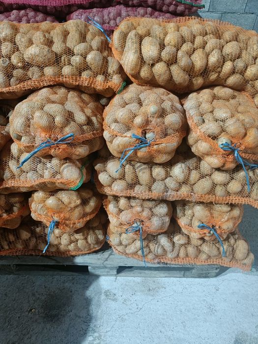 cartofi mari  alb rosu