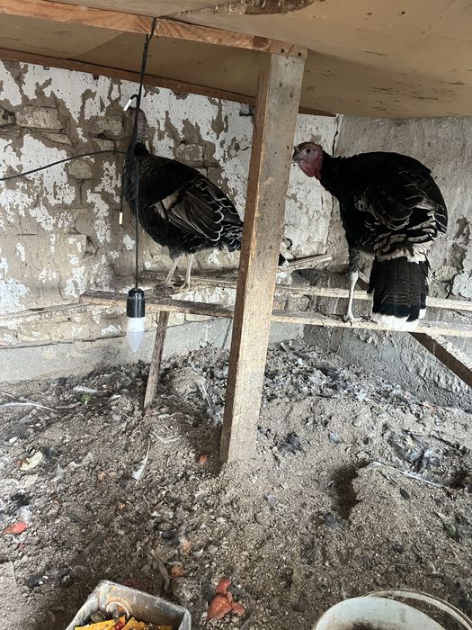 индюк сатылади 1+1