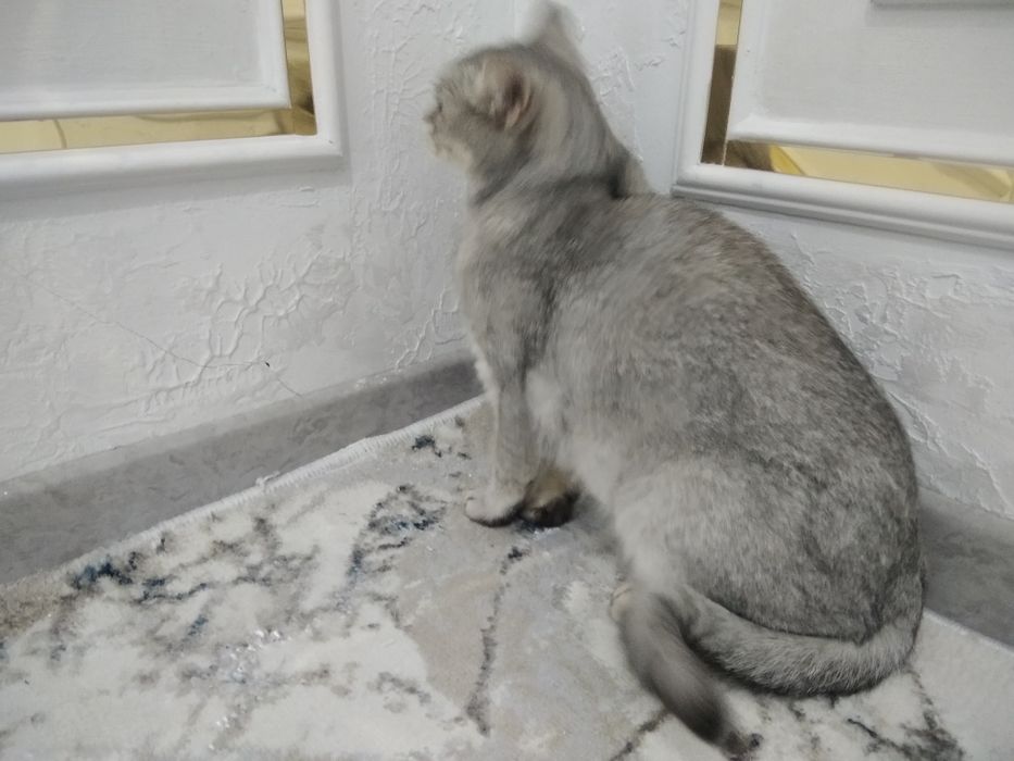 Mushuk narxi 350 ming rangi zor 9 oylik oʻğil bola (mujik)  oq rangi