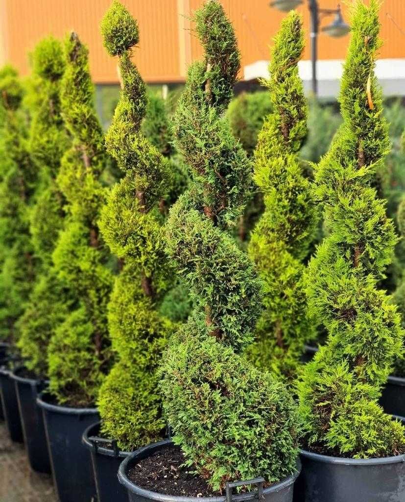 Chiparos (Cupressus) forme Spirala Pon Pon la ghiveci diverse culori