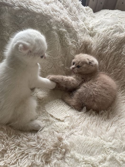 Вислаухие Котята Скотишфолд