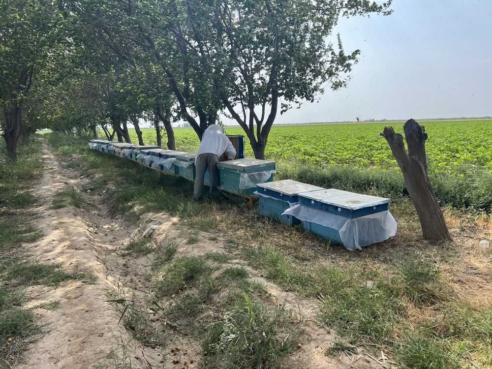 Tabiiy toza asal Qorovulbozorniki