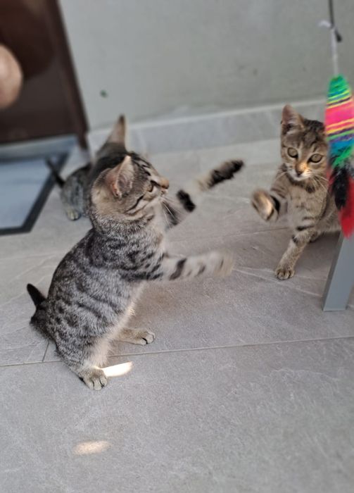 5 pui pisica, pt adoptie