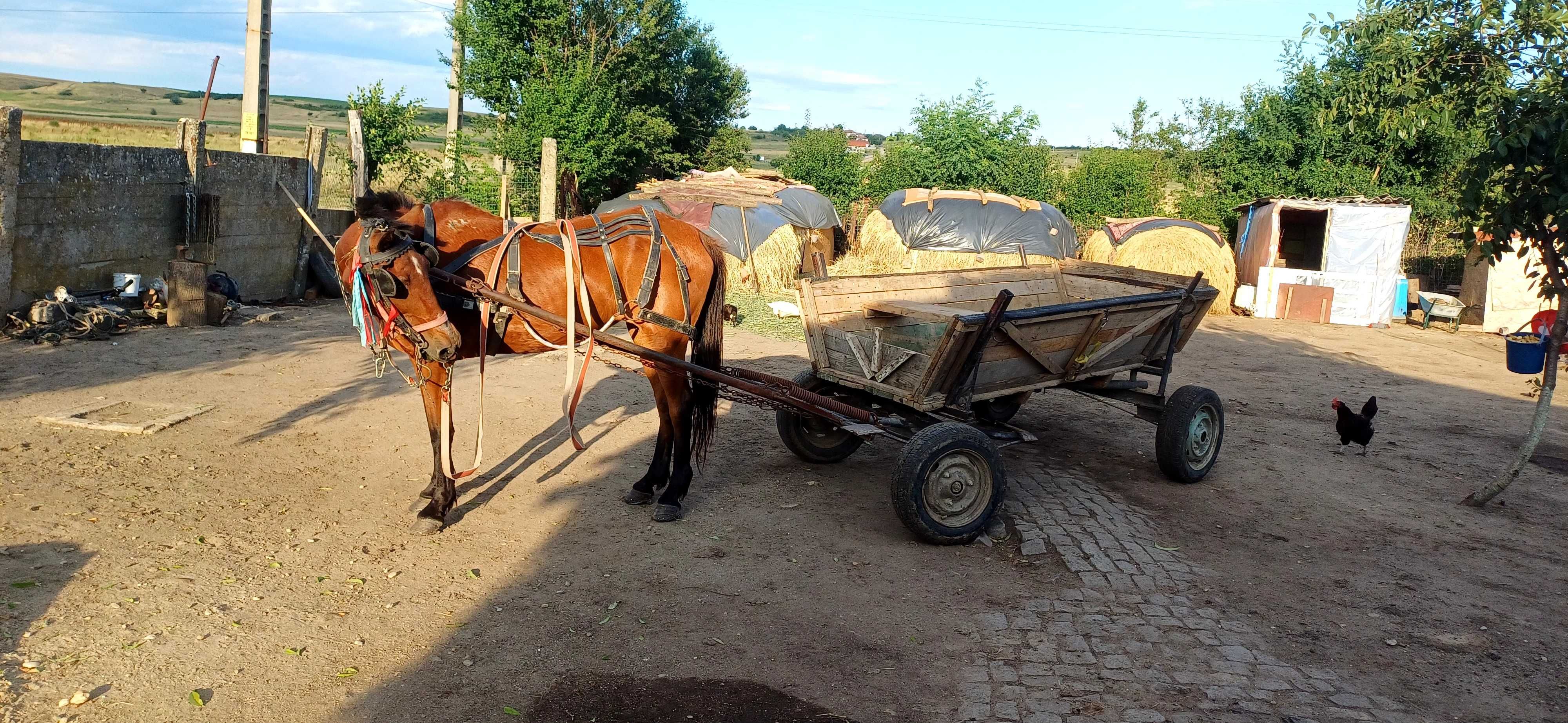 Iapă de tras bună si cuminte