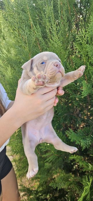 Американско Були Покет