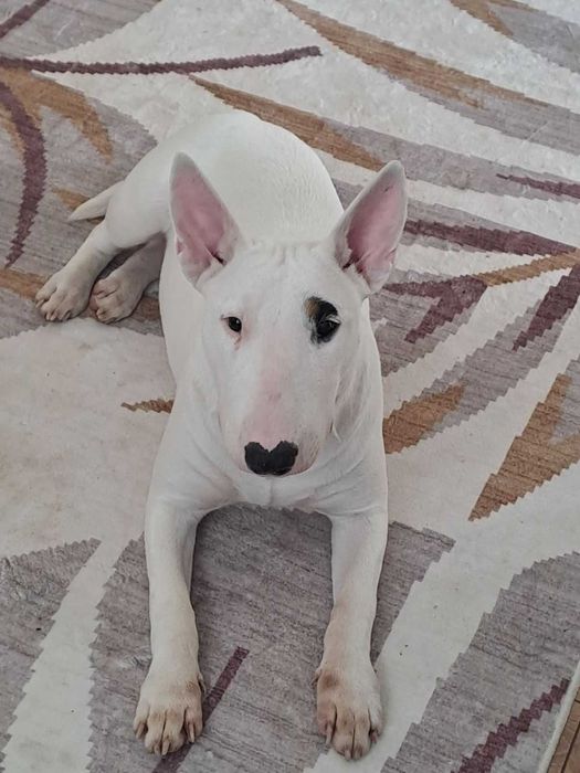 Бултериер чистокръвен