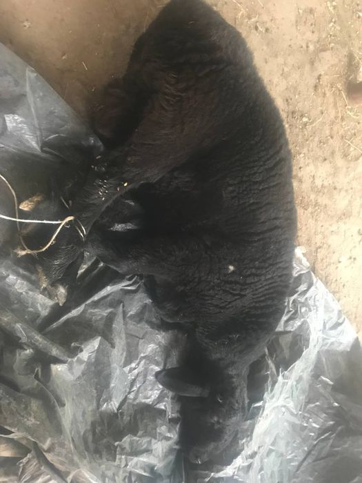 Qurbonlik uchun qoy qassob xizmatlari