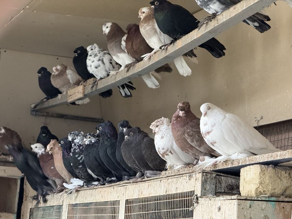 Kaptarla sotiladi kabutar, голубь голуби kaptar