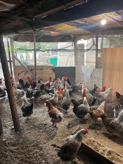 Петли за клане 5 месечни