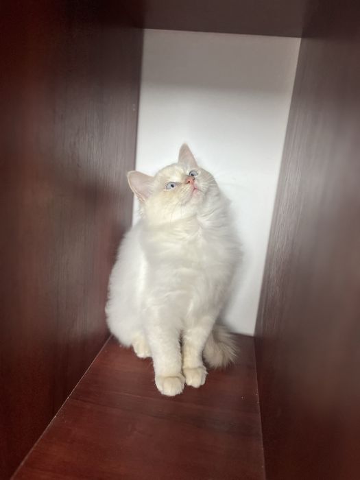 Băiețel Ragdoll Cream Point