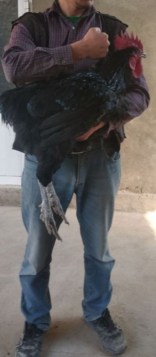 Qora shaxzoda xoʻrozlar bor sotuvda