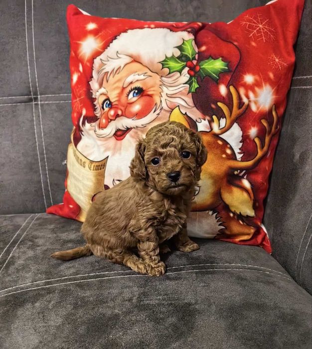 Пуделчета той / TOY