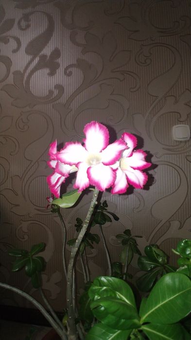 Продам цветок АДЕНИУМ!