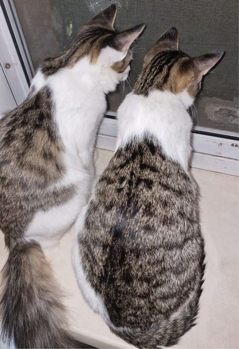 Красивые, молодые и добрые коты в частный дом