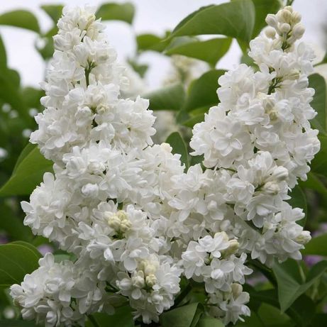 Butasi Liliac alb batut in ghiveci - flori parfumate
