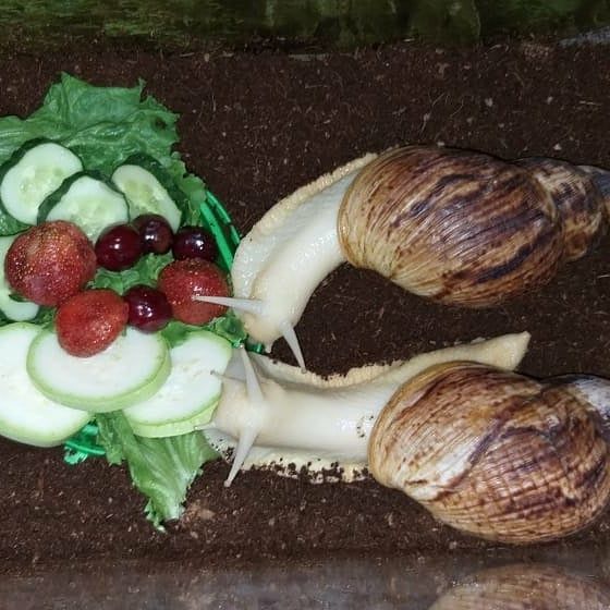 Косметологические улитки Ахатины