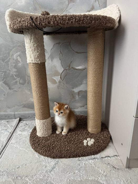 Когтеточка для кошек. Лежанка большая . Зоодомики