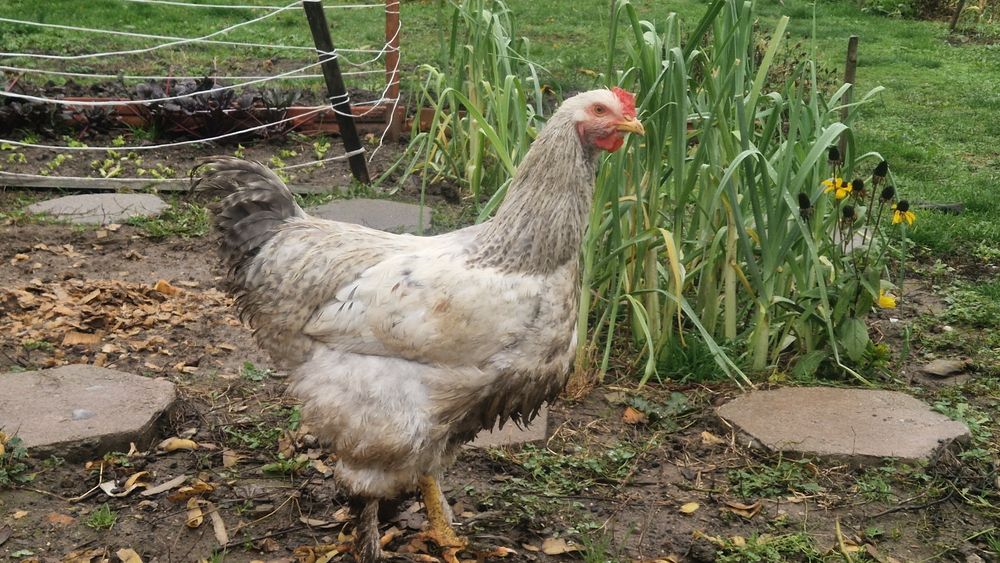 Продавам петле брама