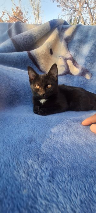 Катенок и кошка мушукча