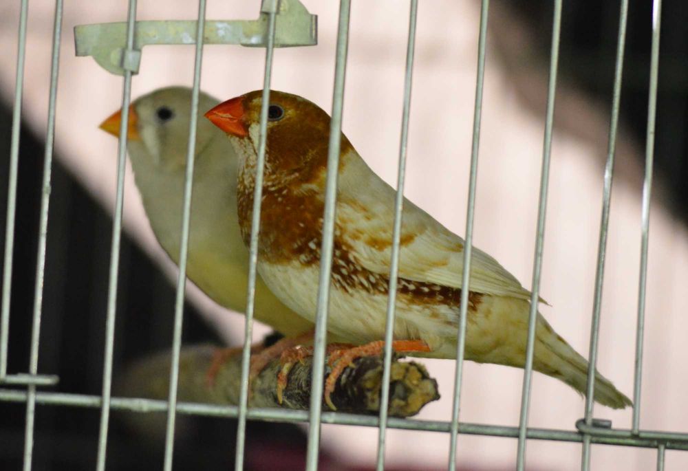 продавам зеброви амадини джъмбо, различни мутации